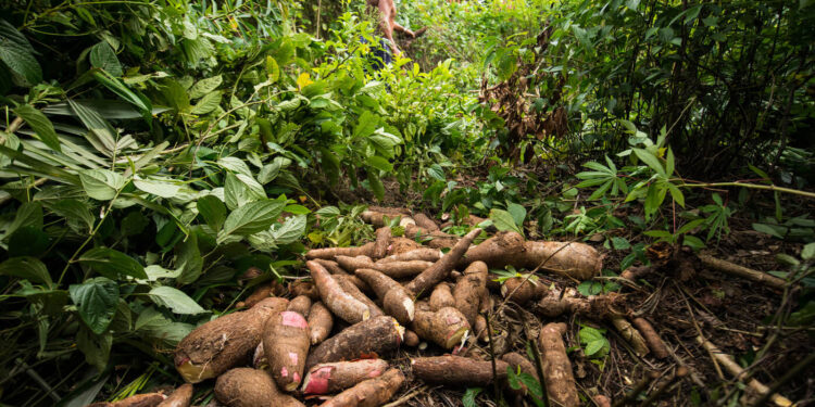 Base alimentar dos indígenas do Oiapoque, mandioca é ameaçada por pragas no Amapá