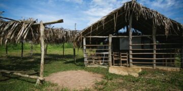 O que é o “consórcio da morte” e por que ele persiste no Xingu