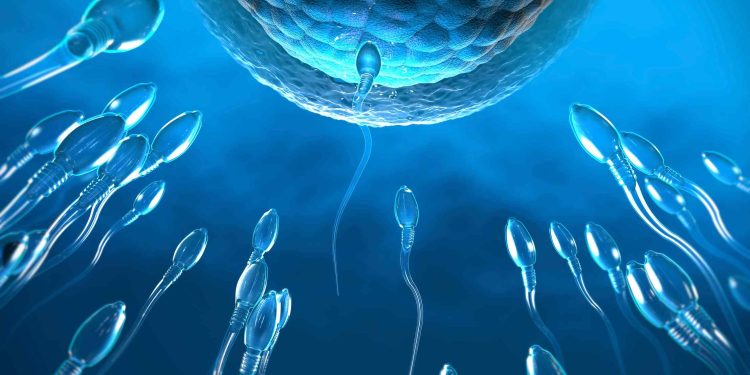 Contraceptivo masculino reversível tem sucesso em estudo com ratos