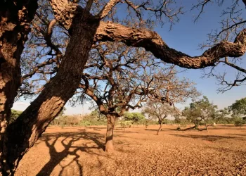 Cerrado perde 53% da superfície de água natural desde 1985, aponta levantamento do IPAM