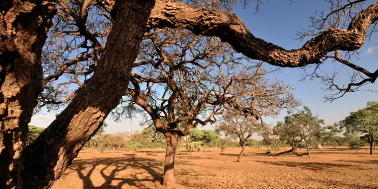 Cerrado perde 53% da superfície de água natural desde 1985, aponta levantamento do IPAM