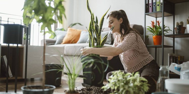 Banho de floresta indoor: os benefícios de ter muitas plantas em casa