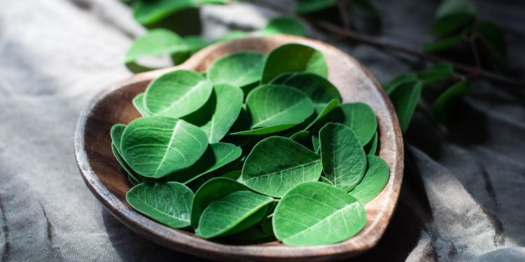 Pancs: confira 3 opções para cultivar em casa e incluir na dieta