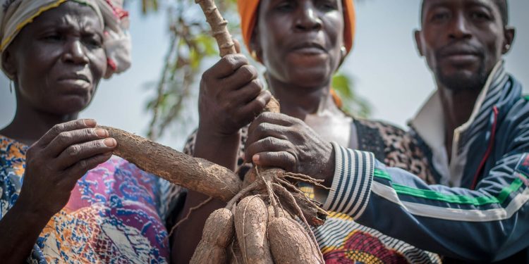 Na Costa do Marfim, mudanças climáticas afetam agricultores e mercados
