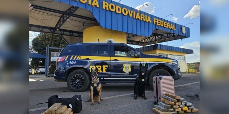 Cães da PRF encontram 29 kg de maconha com passageiras de ônibus no DF