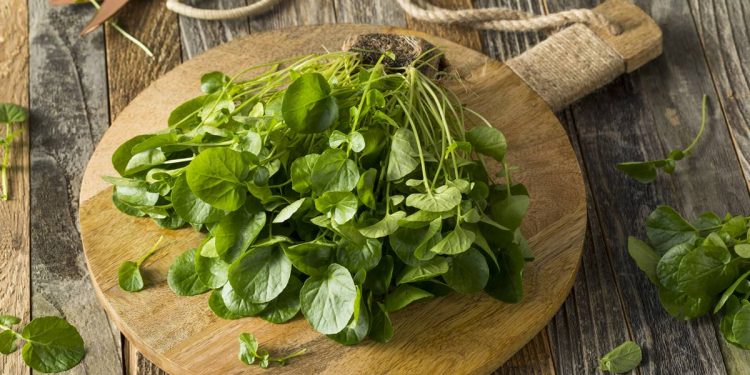 Nutricionista lista 5 vegetais para comer todo dia em dieta saudável