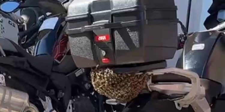 Abelhas usam baú de moto como “pit-stop” em loja de carros de luxo