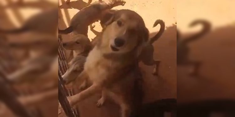 Após morte de tutora, cães precisam de novos lares. Saiba como ajudar