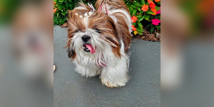 Cadela que passaria por limpeza de tártaro é castrada por engano no DF