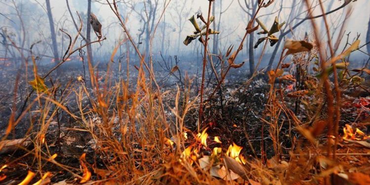 Incêndio atinge 20 mil metros quadrados de vegetação no DF