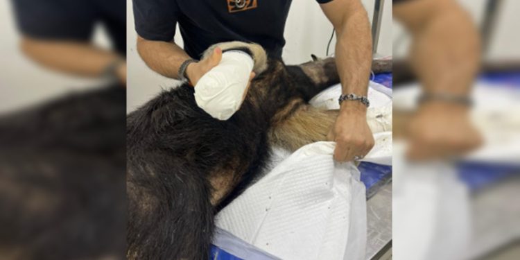 Resgatado, tamanduá atropelado no DF passa por tratamento. Veja fotos