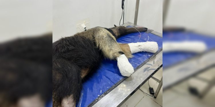 Tamanduá atropelado se recupera bem e poderá voltar à natureza