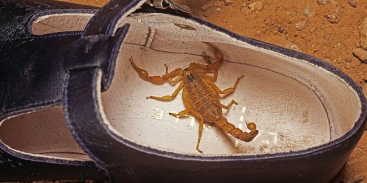 Escorpião: entenda o que acontece no corpo ao ser picado pelo animal