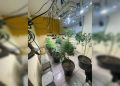 “Chapados” na Chapada: PCGO apreende estufa com mudas de maconha