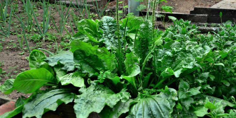 Chá de tanchagem: conheça os benefícios da planta anti-inflamatória