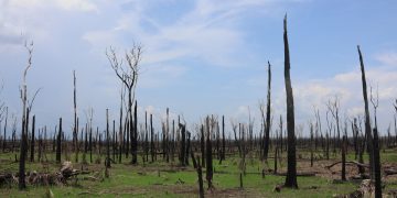 Zerar desmatamento é fundamental, mas não vai salvar Amazônia se ela continuar aquecendo