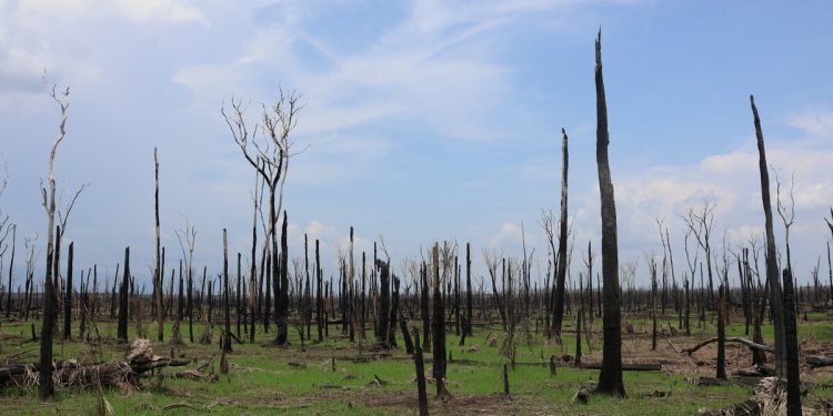 Zerar desmatamento é fundamental, mas não vai salvar Amazônia se ela continuar aquecendo