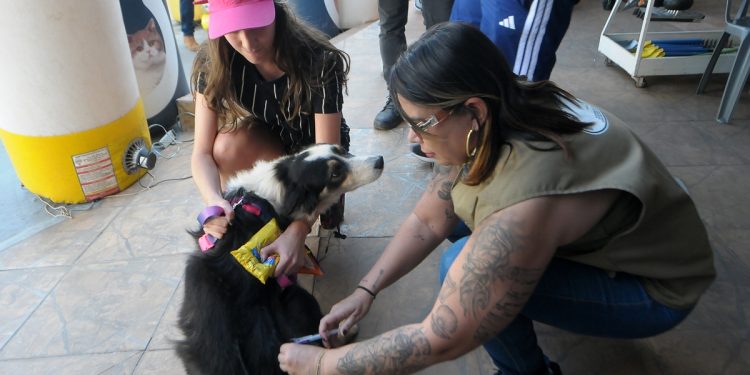 Vacinação de pets contra raiva começa em todo DF neste sábado (11/10)