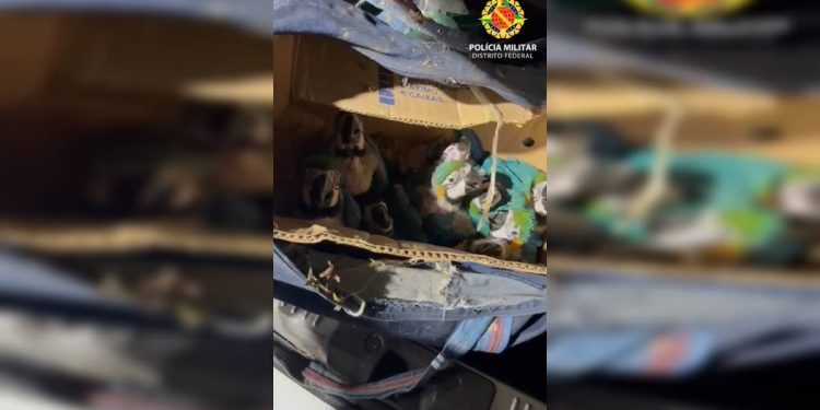 Blitz de rotina flagra dupla com mais de 140 aves silvestres no DF