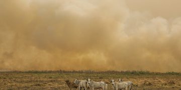 A carne que esquenta o planeta: maiores produtoras impactam tanto quanto petrolíferas