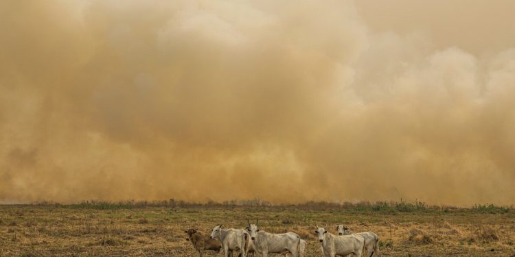 A carne que esquenta o planeta: maiores produtoras impactam tanto quanto petrolíferas