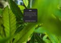 Foi mal, tava doidão: Meta suspende perfis de cannabis do Instagram sem justificativa