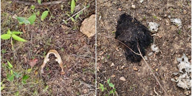 Corpo de jovem torturada e morta pelo CV foi devorado por urubus