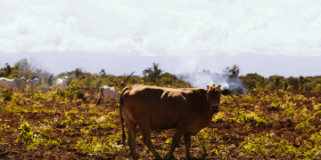 JBS exportou carne de fazendas ilegais da Amazônia para Europa, diz relatório