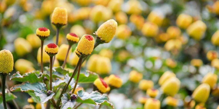 Folha amazônica usada no tacacá pode aumentar o prazer sexual