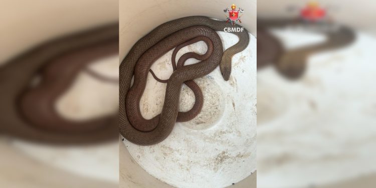 Susto grande: cobra aparece dentro de carro e assusta motorista no DF