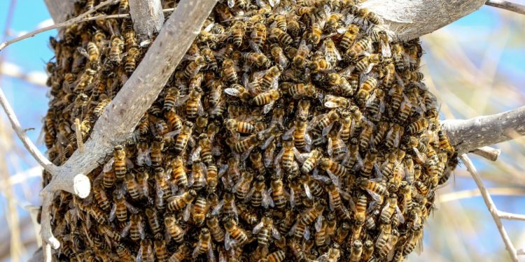 Cavalo morre após ataque de abelhas e homem fica ferido em hípica