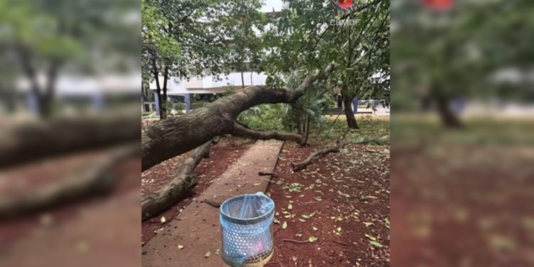 Chuvas fortes derrubam árvores em várias regiões do Distrito Federal
