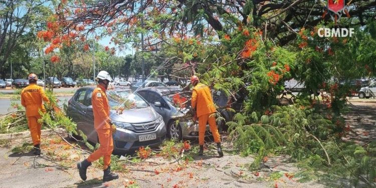 Árvore cai em área movimentada da Asa Norte e atinge três carros