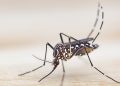 Caso raro de chikungunya fora de zonas tropicais acende alerta global