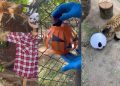 Morcegos e abóboras: animais do Zoo de Brasília “celebram” o Halloween