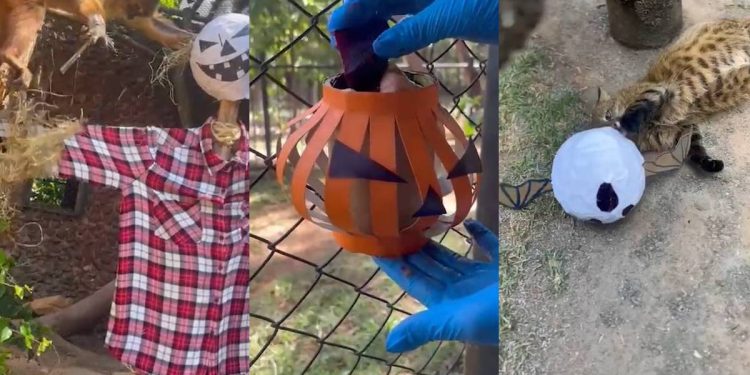 Morcegos e abóboras: animais do Zoo de Brasília “celebram” o Halloween