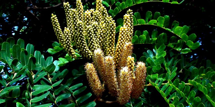 Chá anti-inflamatório melhora digestão e fortalece imunidade