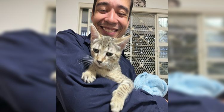 Justiça do DF concede liberdade a psicólogo que torturou gatos