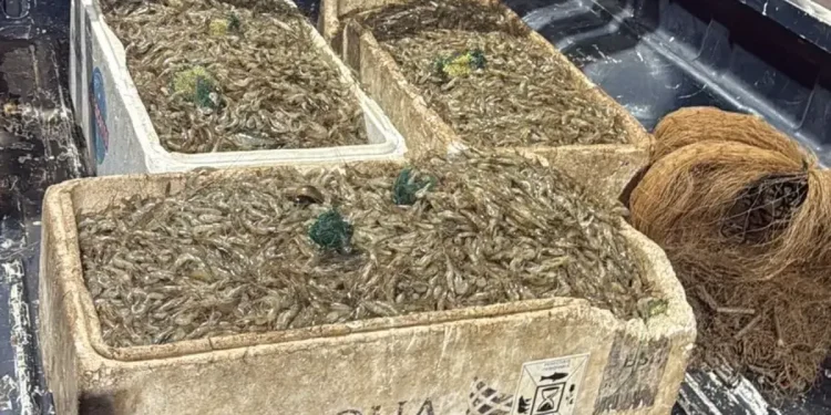 Pesca ilegal: homens são presos com 100 kg de camarão no Lago Paranoá