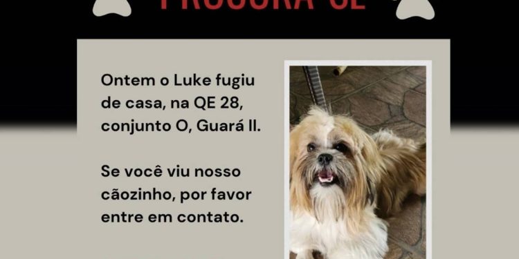 Onde está Luke? Família do Guará procura por cachorrinho desaparecido