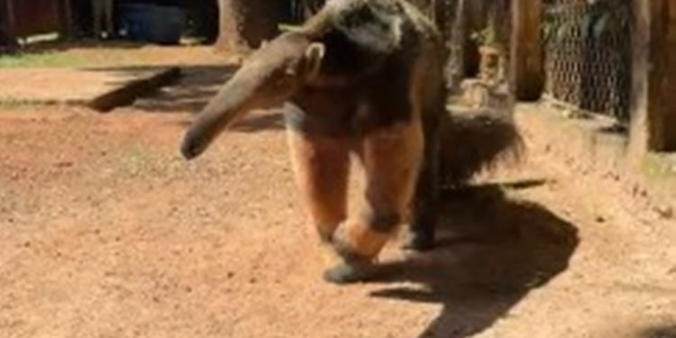 Queijinho e Farofa: Zoo salva 217 bichos vítimas de acidente e tráfico