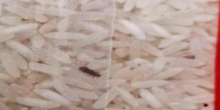Fotos mostram arroz com insetos e larvas em escolas do DF. Veja