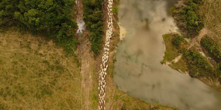 Resex Jaci-Paraná: Gigante da carne condenada em R$ 24 mi por usar reserva para criar gado