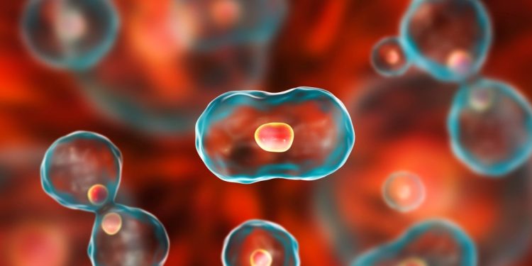 Pesquisa trata diabetes matando células “zumbis” de vasos sanguíneos