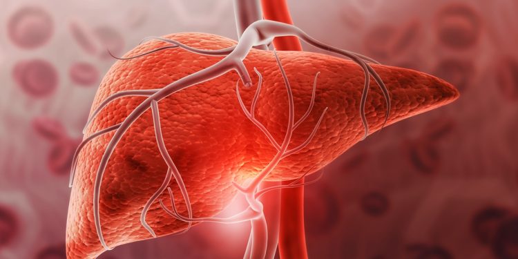 Gordura no fígado: saiba em quanto tempo é possível reverter o quadro