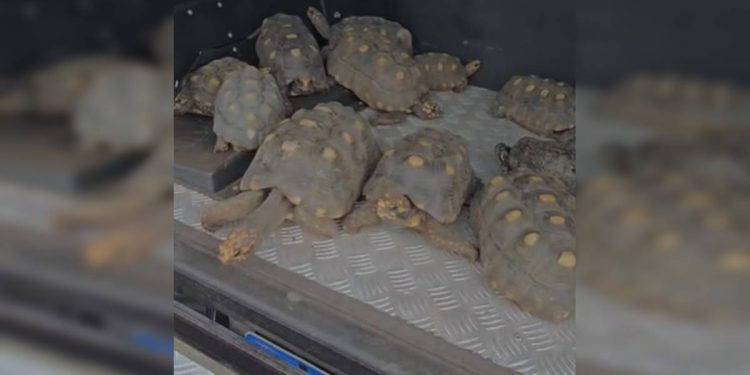 Operação desmantela esquema de tráfico de jabutis em mansão no DF