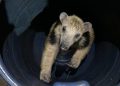 Tamanduá-mirim é encontrado perto de transportadora e resgatado no DF