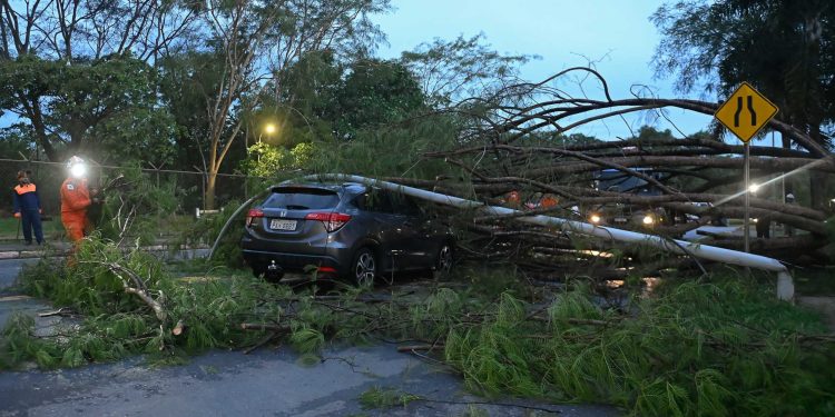 Motorista atingida por poste passava no exato momento que árvore caiu