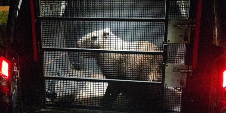 Capivara é resgatada após atropelamento na DF-001