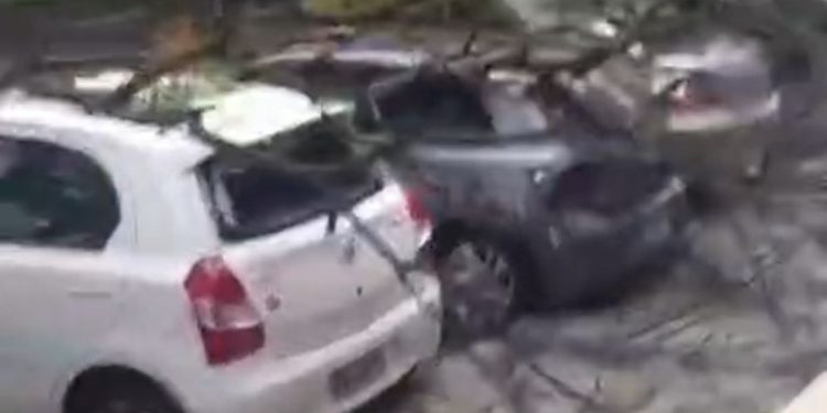 Após temporal, carros estacionados na Asa Sul são atingidos por árvore